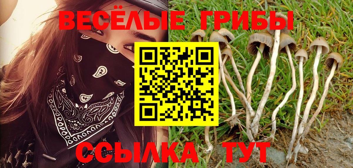 Вольск  Галлюциногенные грибы прущие грибы  Вход с VPN 